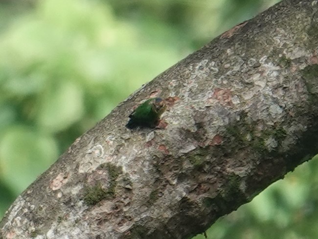 Buff-faced Pygmy-Parrot - ML624778699