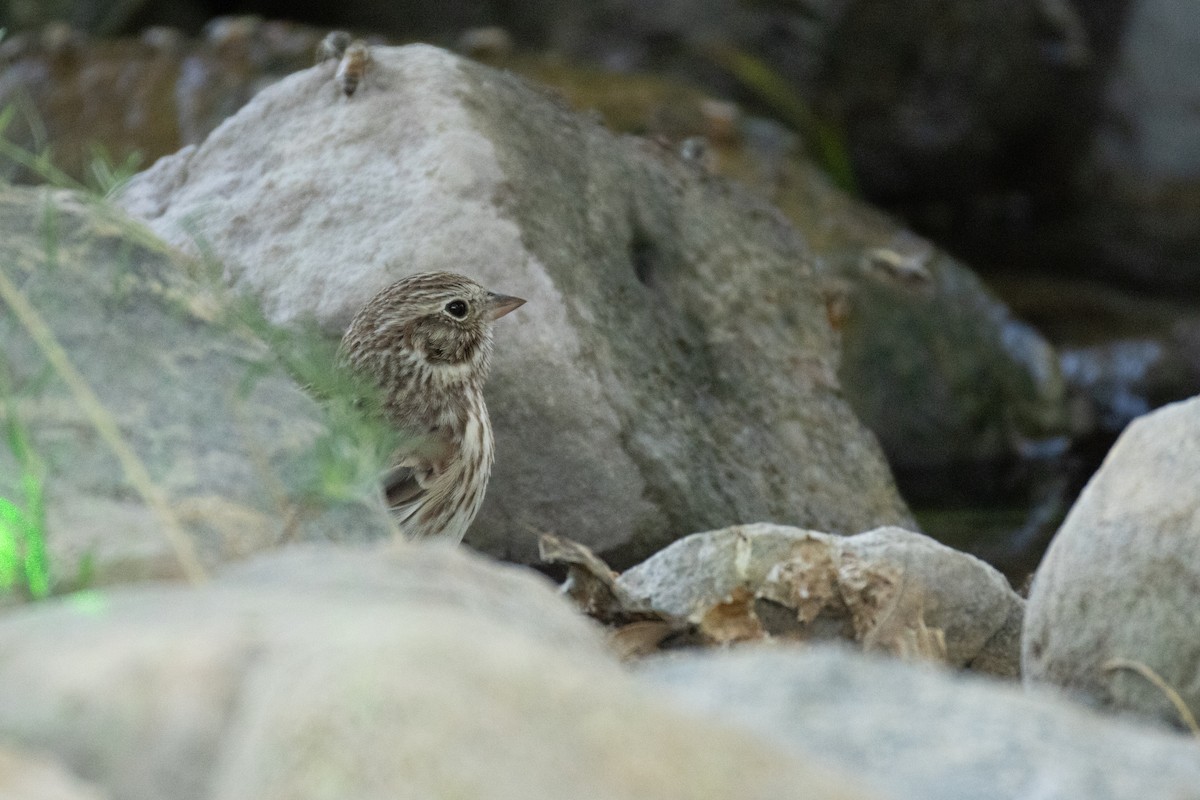 Vesper Sparrow - ML624778859