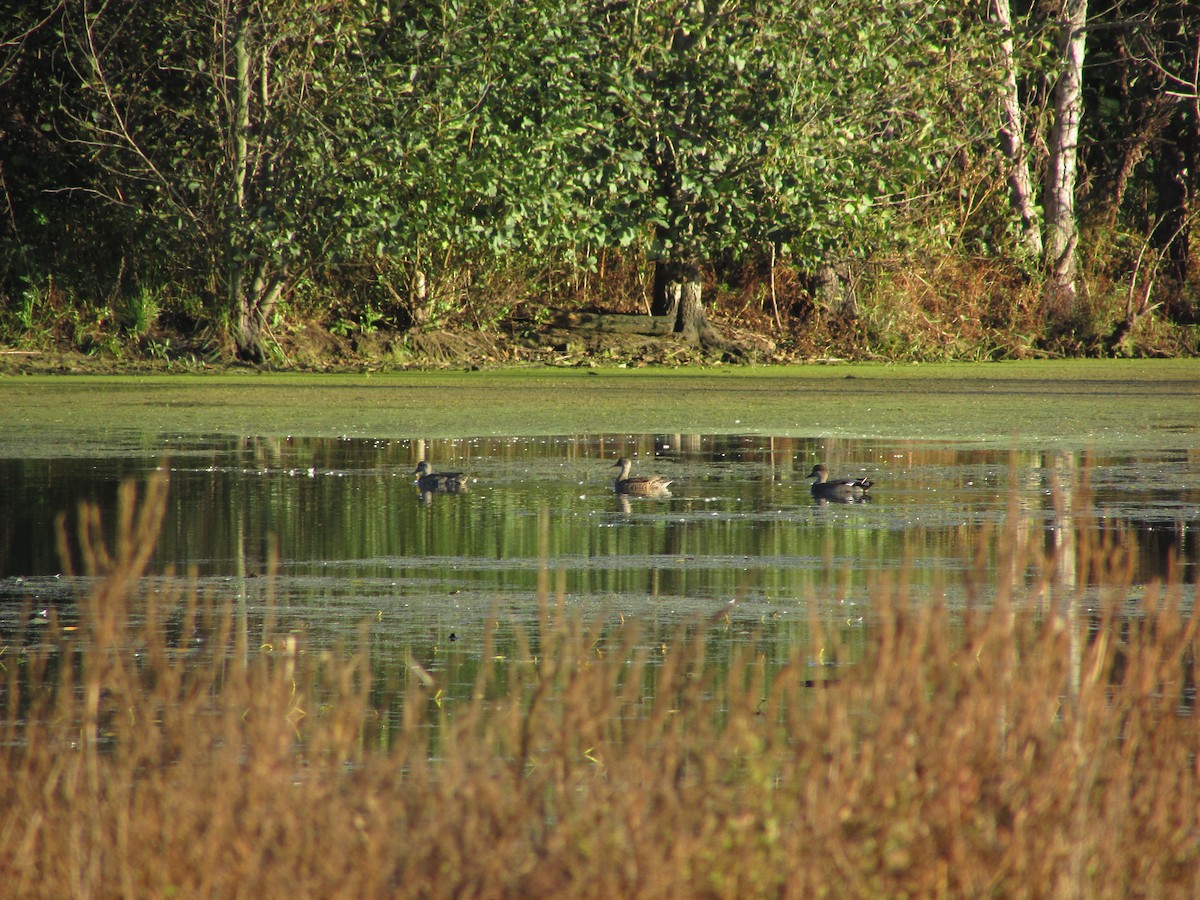 Gadwall - ML624779035