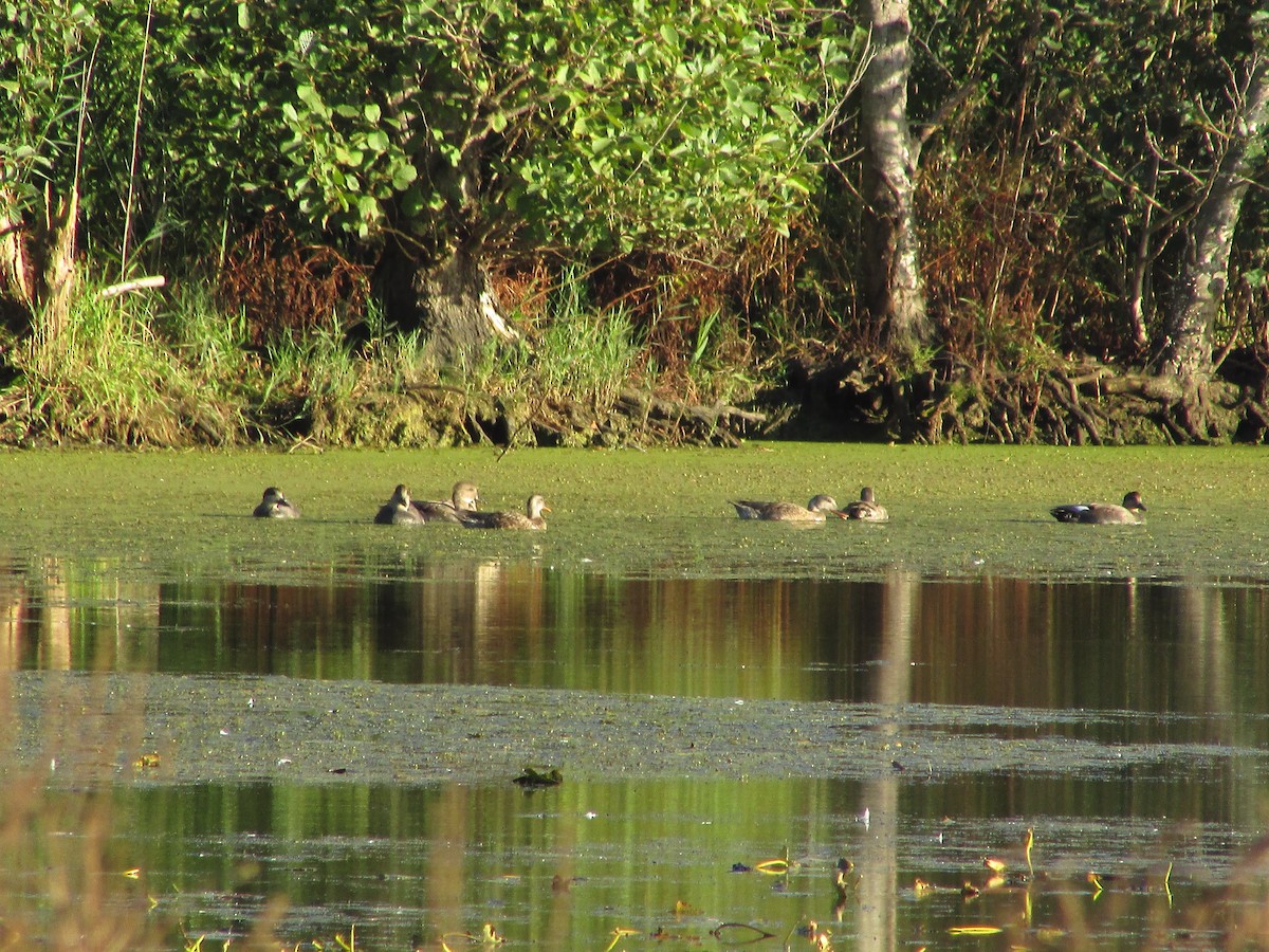 Gadwall - ML624779052