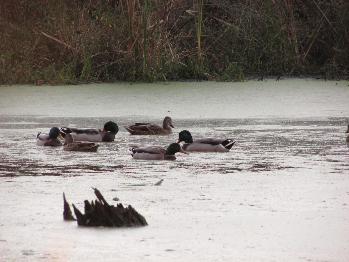 Mallard - ML624779077