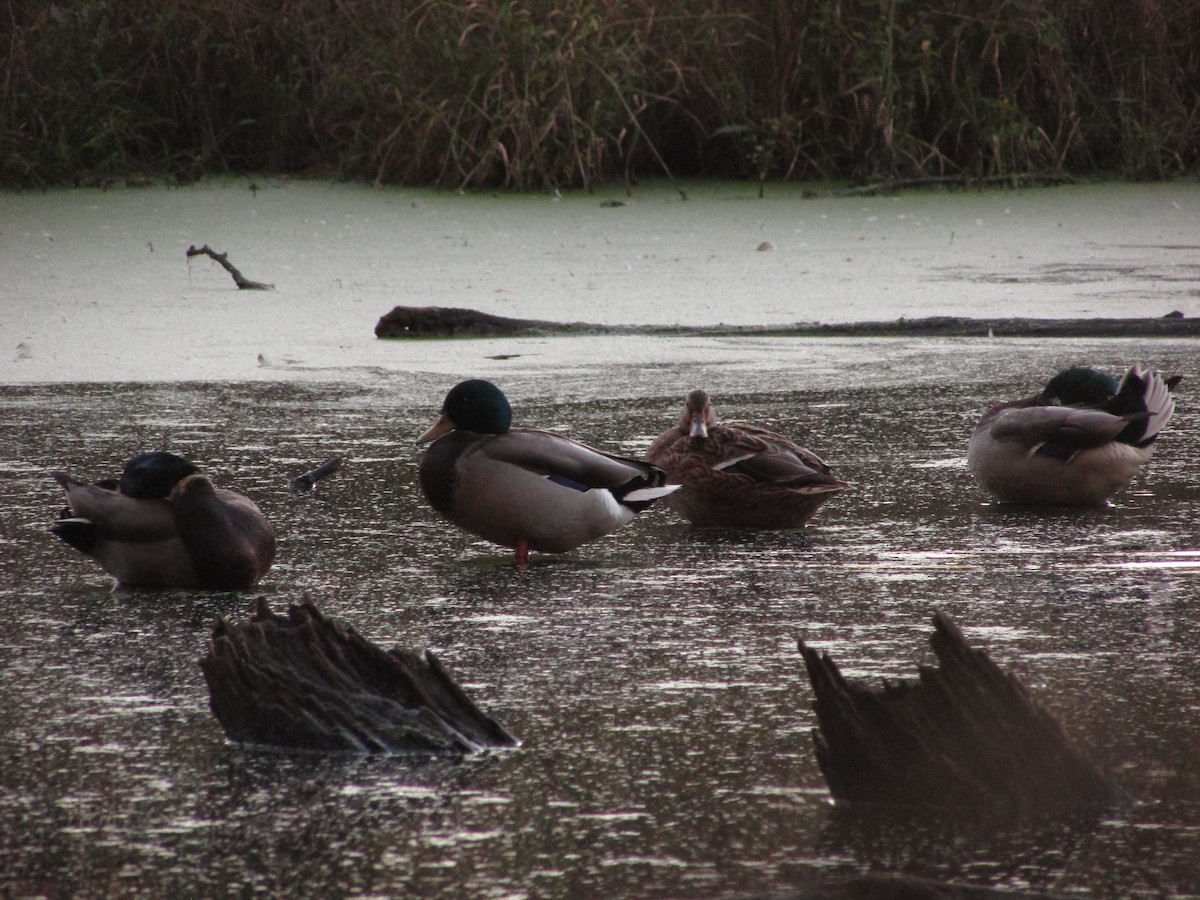 Mallard - ML624779081