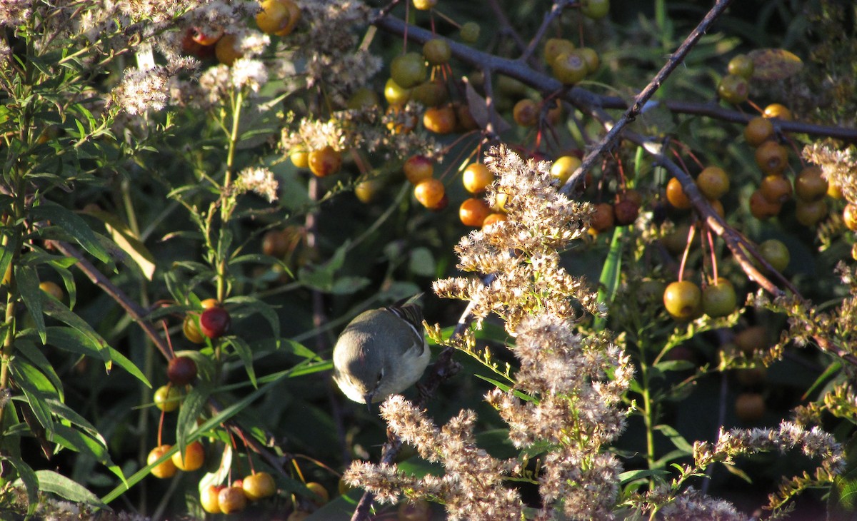Ruby-crowned Kinglet - ML624779084