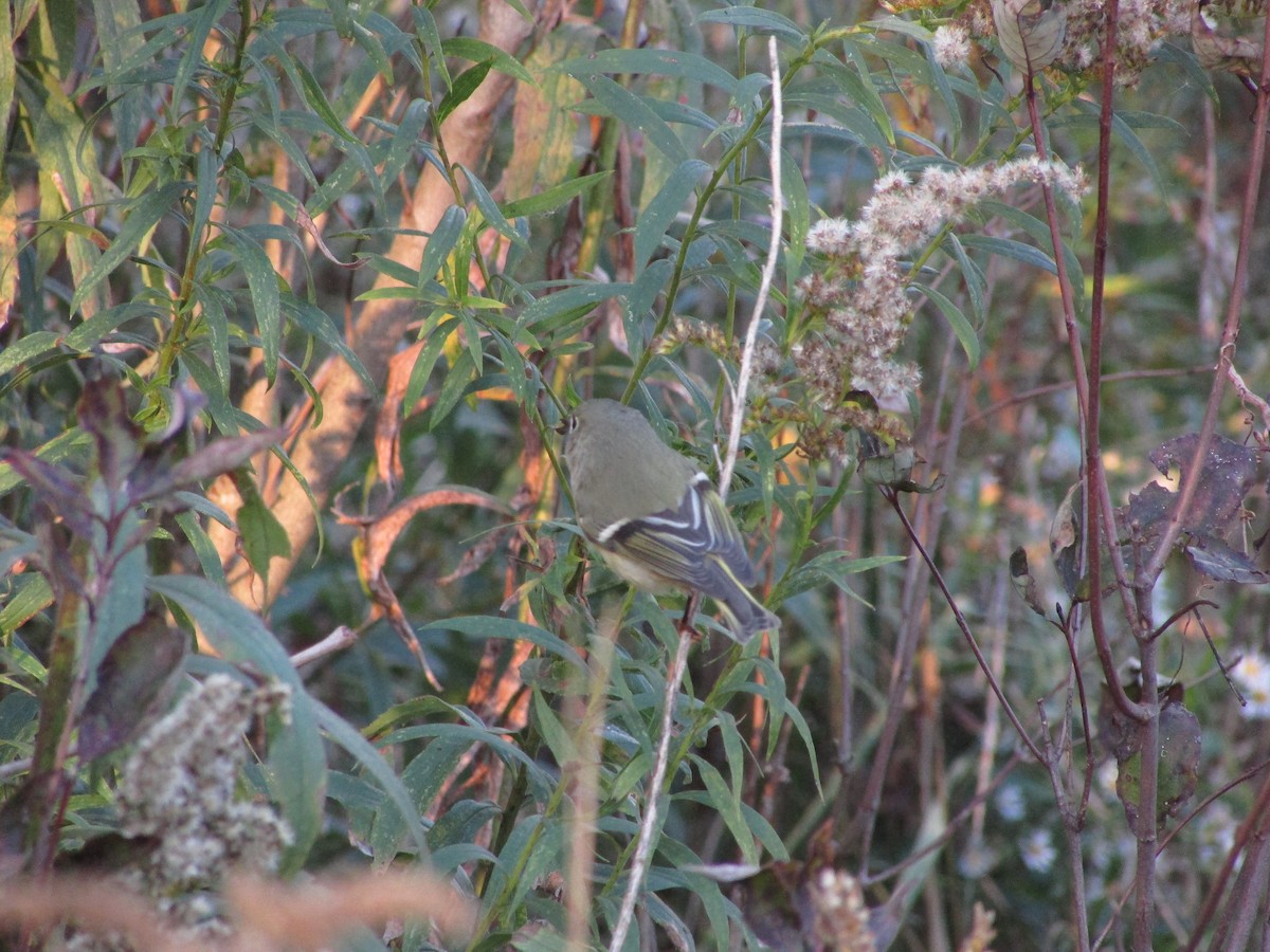 Ruby-crowned Kinglet - ML624779089