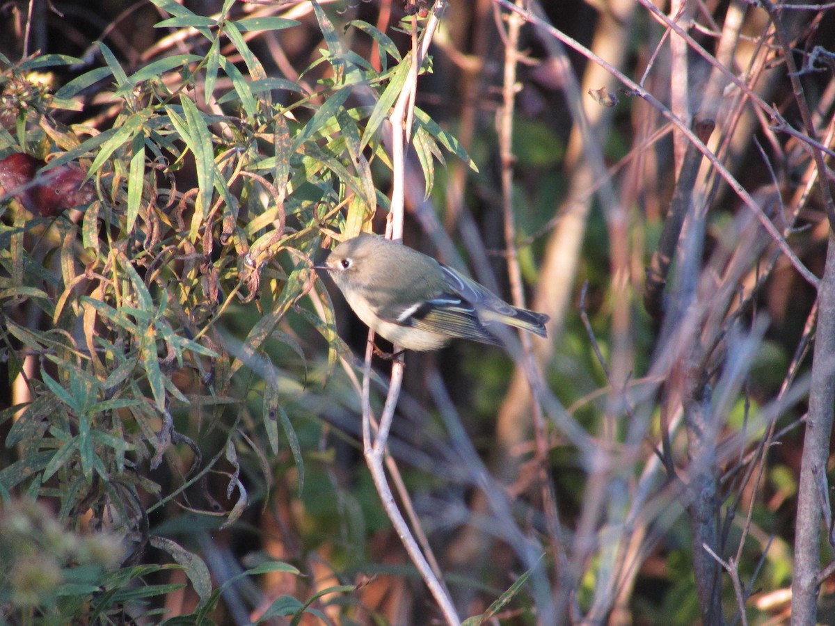 Ruby-crowned Kinglet - ML624779096