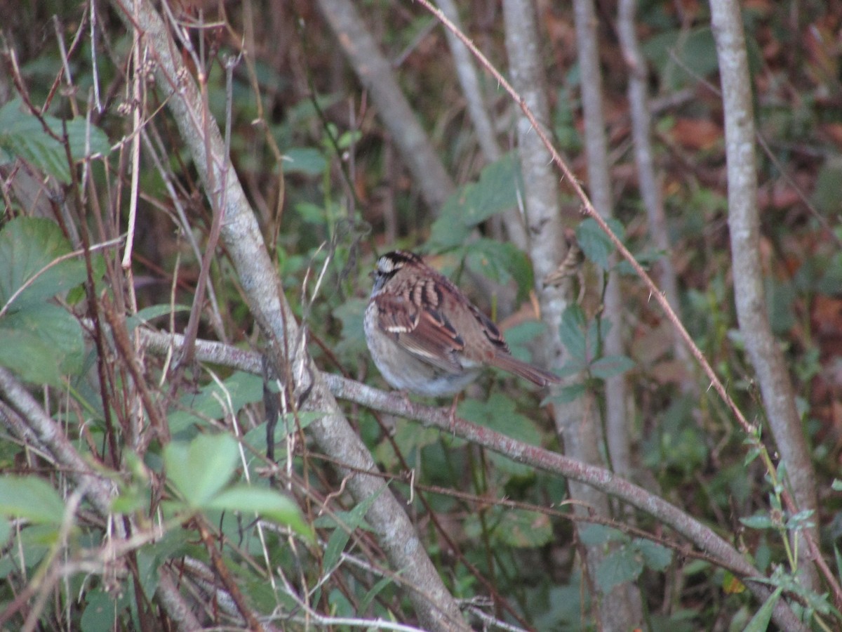 White-throated Sparrow - ML624779106