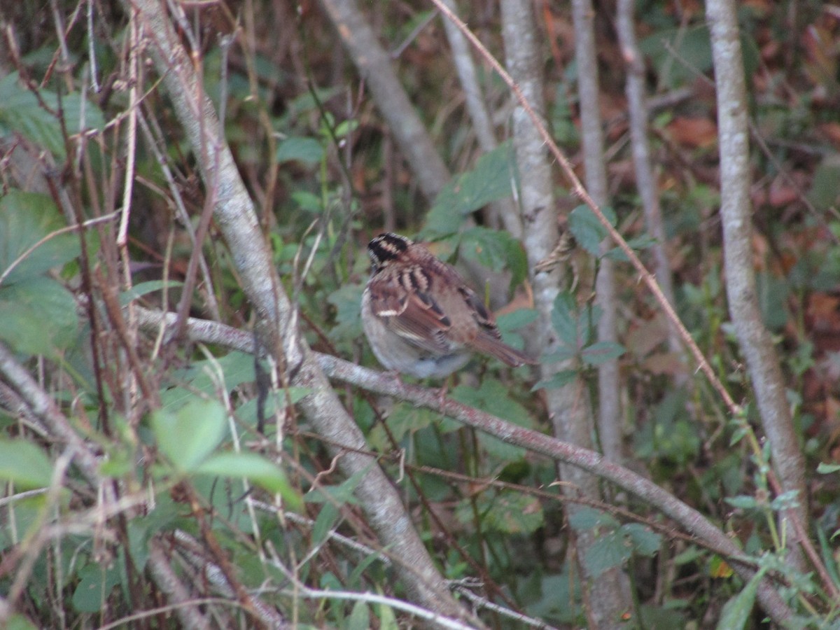White-throated Sparrow - ML624779107