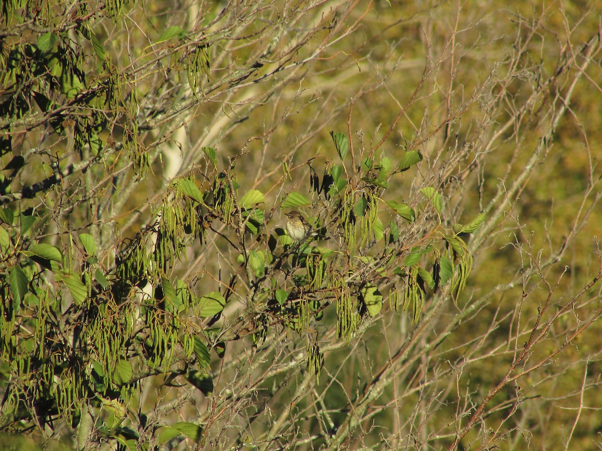 Yellow-rumped Warbler - ML624779119