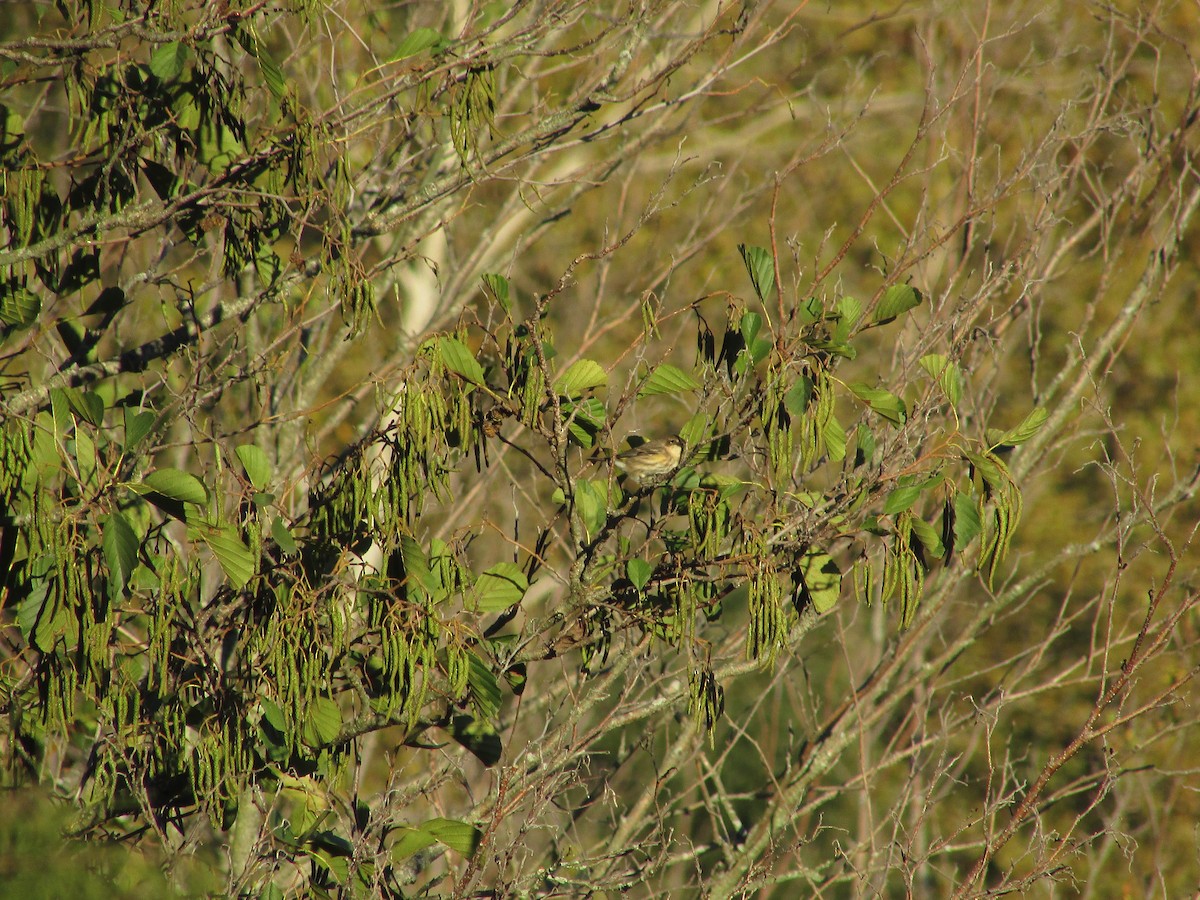 Yellow-rumped Warbler - ML624779120