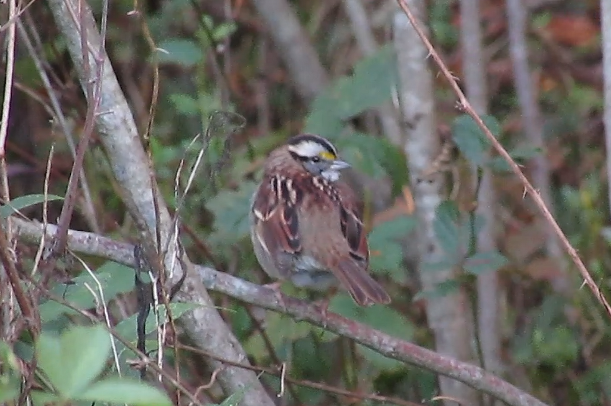 White-throated Sparrow - ML624779141