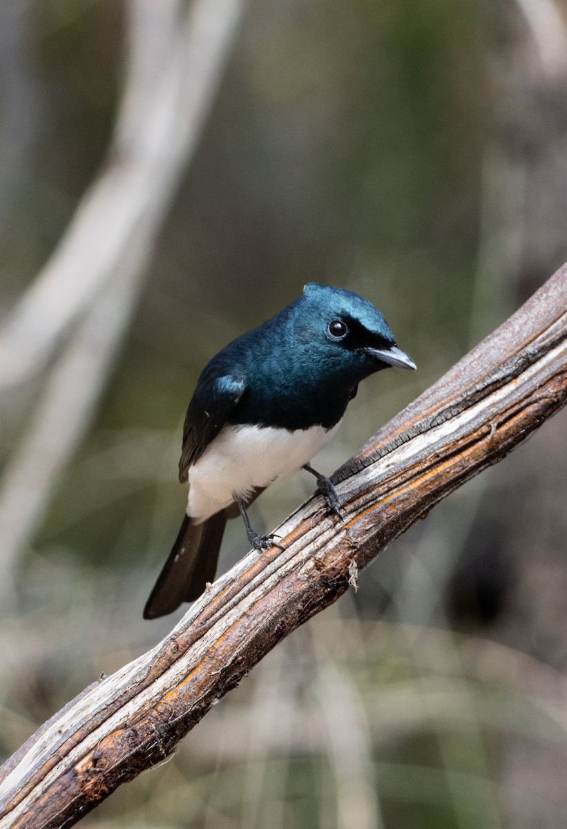 Satin Flycatcher - Lilith Armstrong
