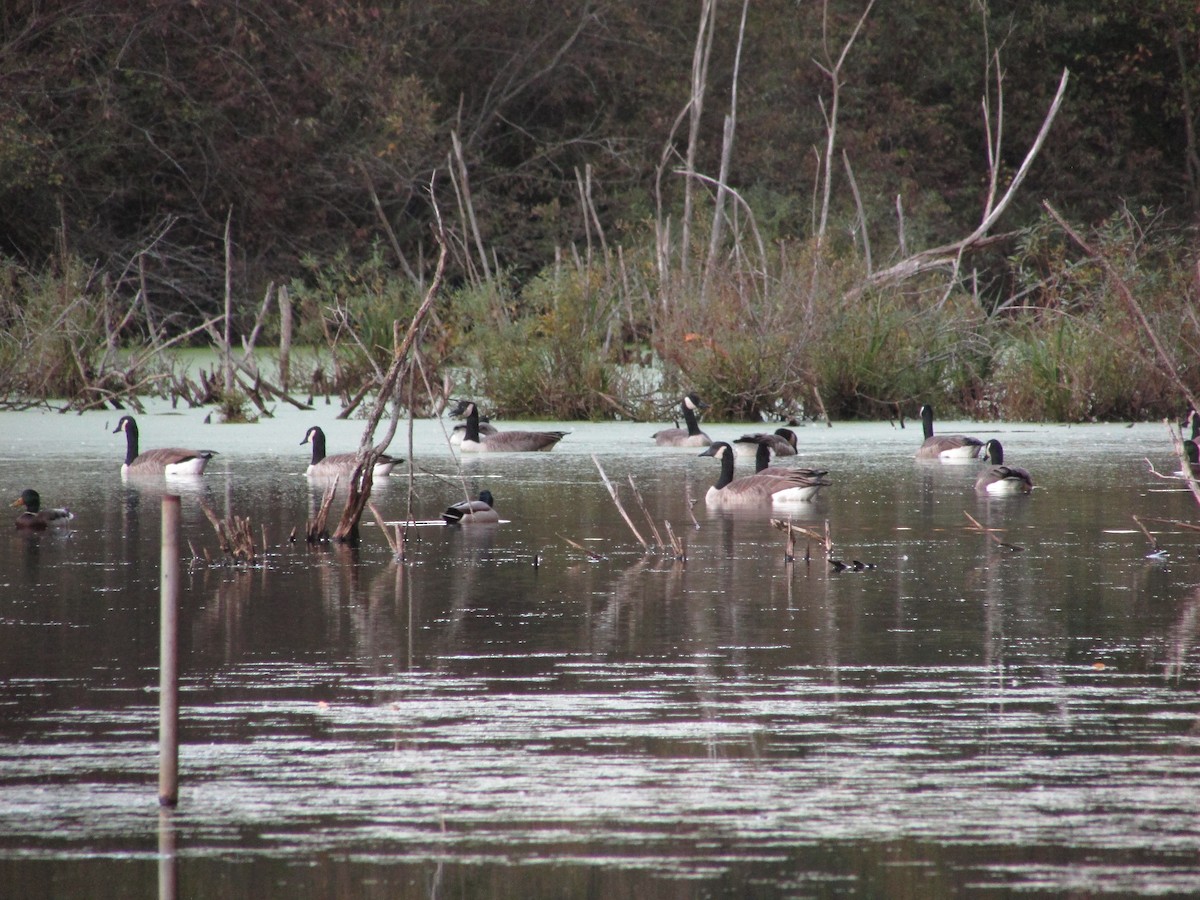 Canada Goose - ML624779148