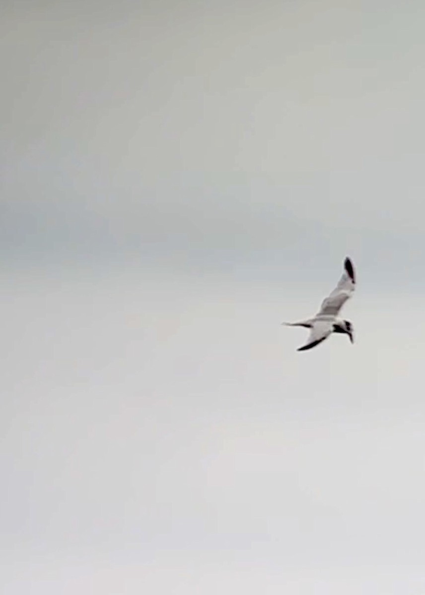 Forster's Tern - ML624779476