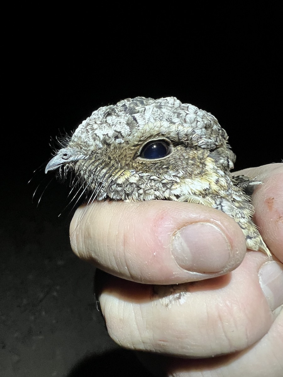Common Poorwill - ML624779623