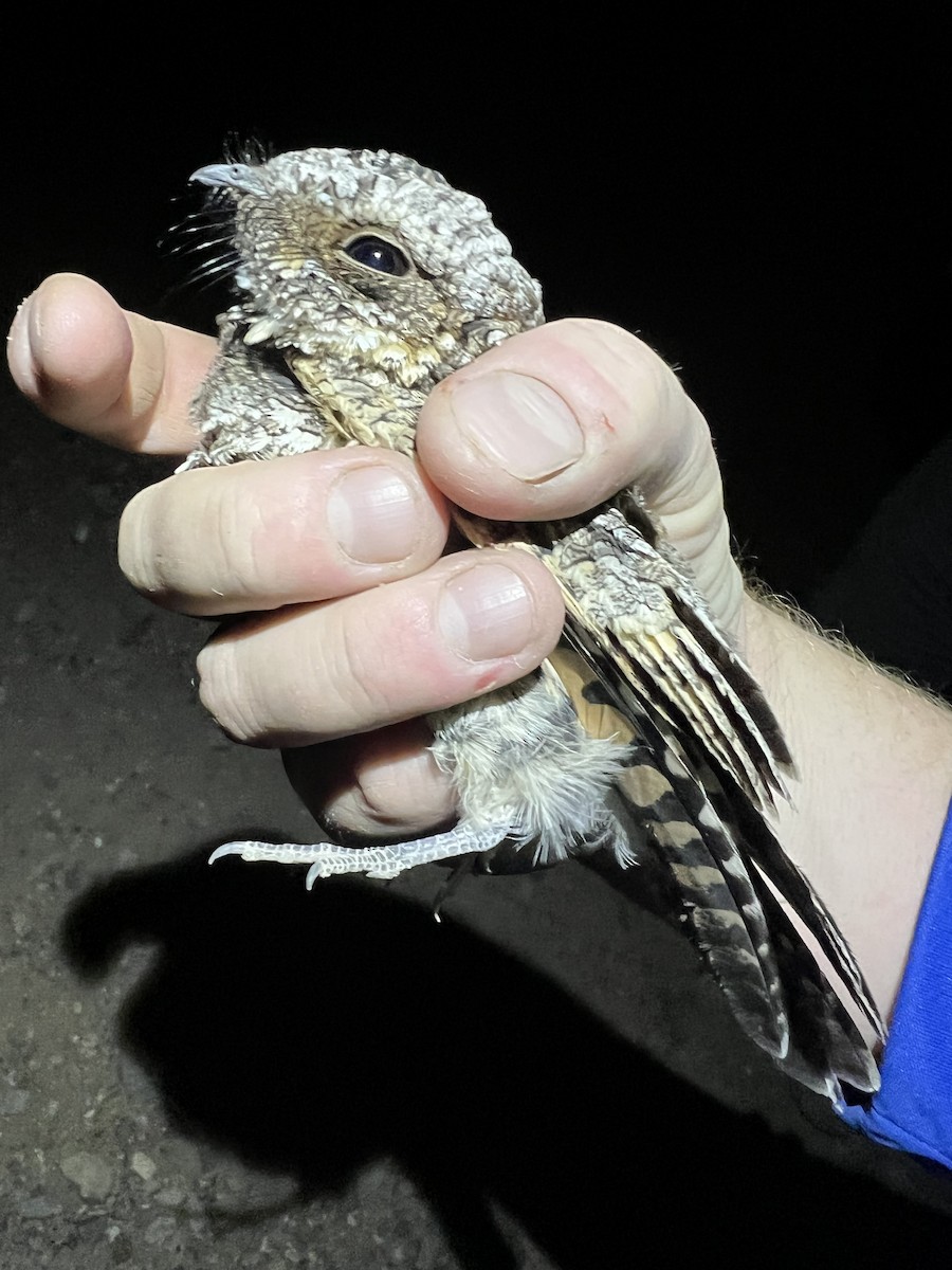 Common Poorwill - ML624779624