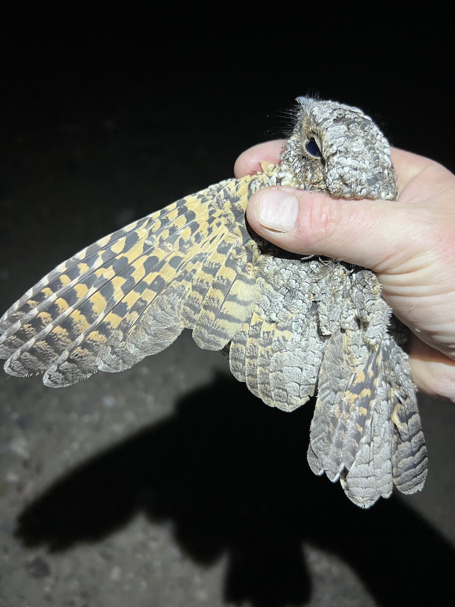 Common Poorwill - ML624779625