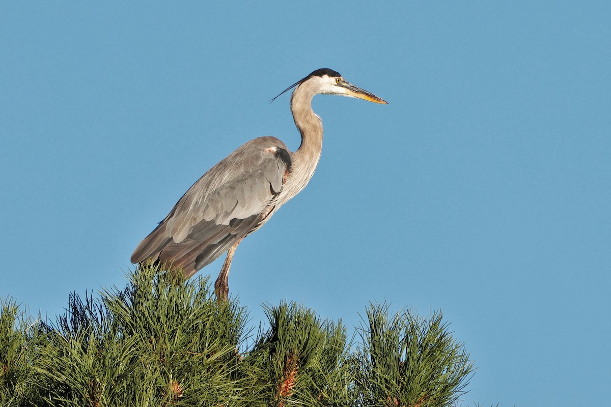 Great Blue Heron - ML624779644