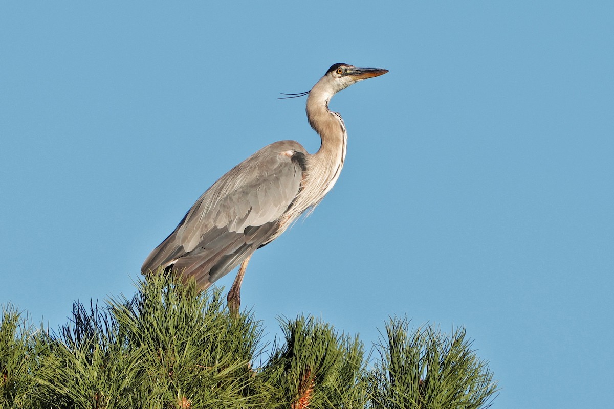 Great Blue Heron - ML624779645