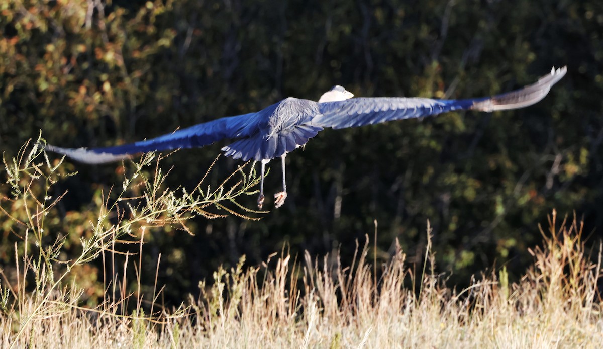 Great Blue Heron - ML624779646