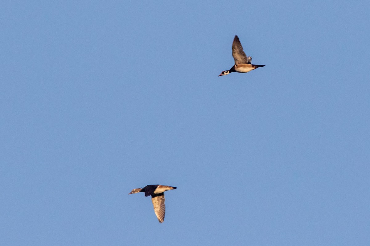 Wood Duck - Conor McMahon