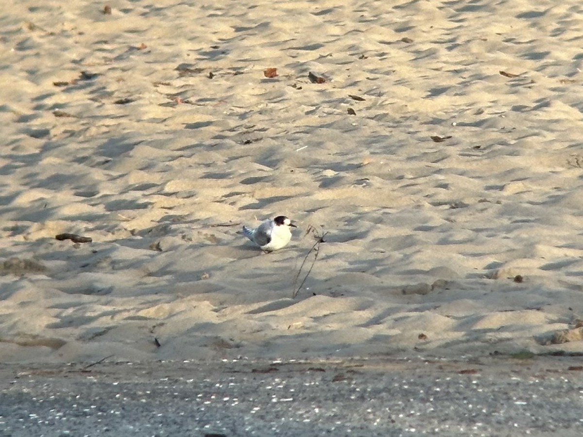 Arctic Tern - ML624779749