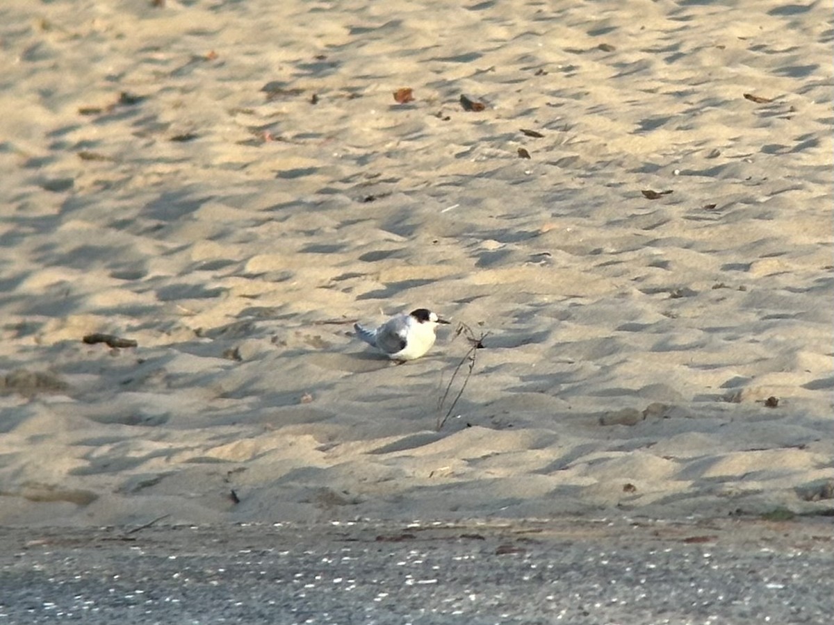 Arctic Tern - ML624779750