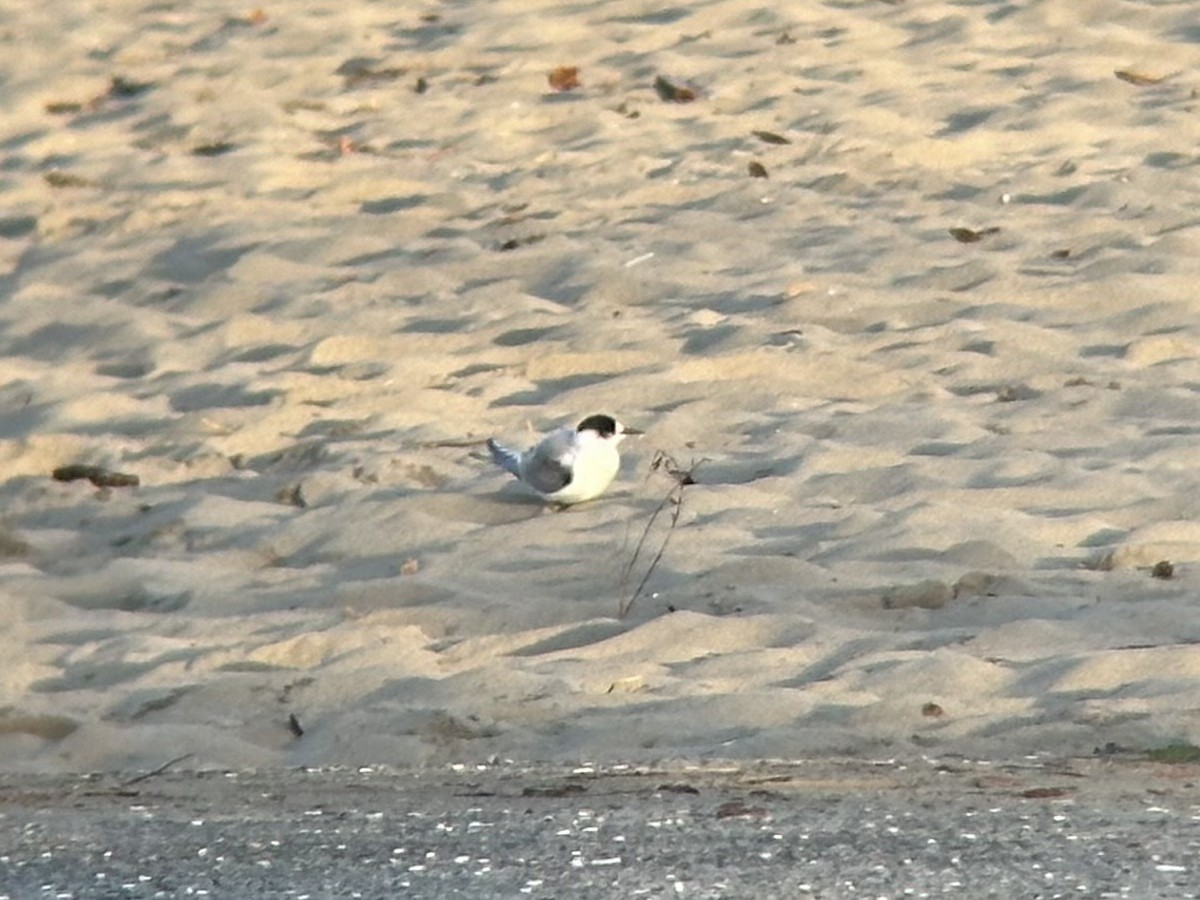 Arctic Tern - ML624779751