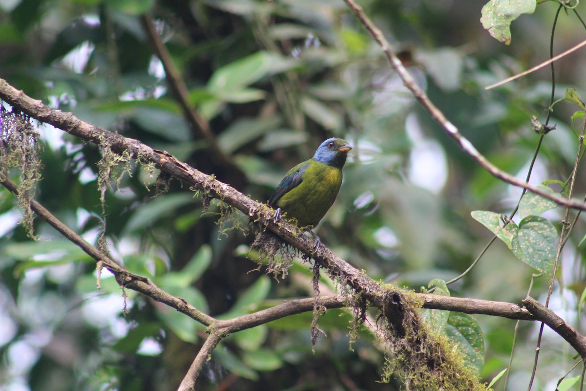 Moss-backed Tanager - ML624779886