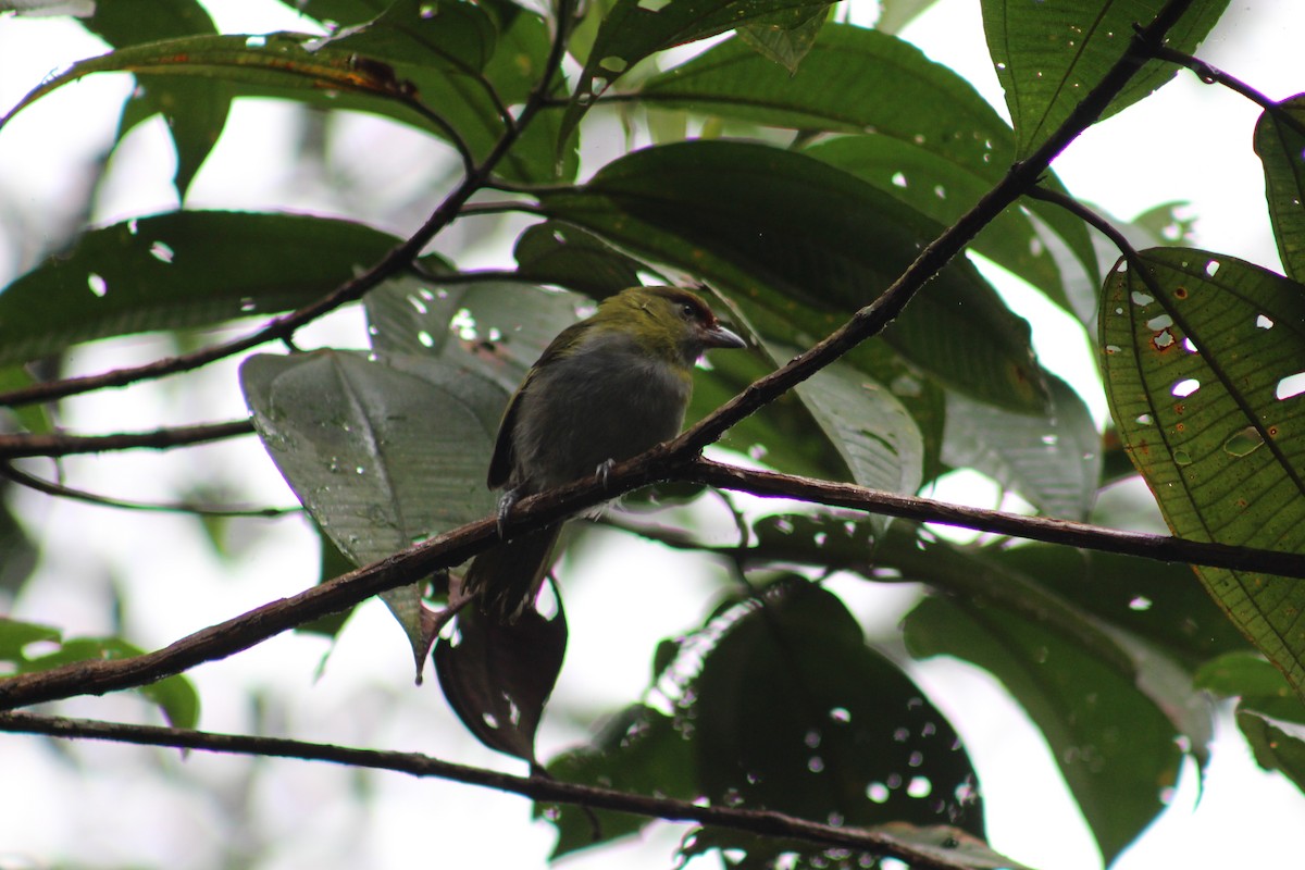 Black-billed Peppershrike - ML624779977
