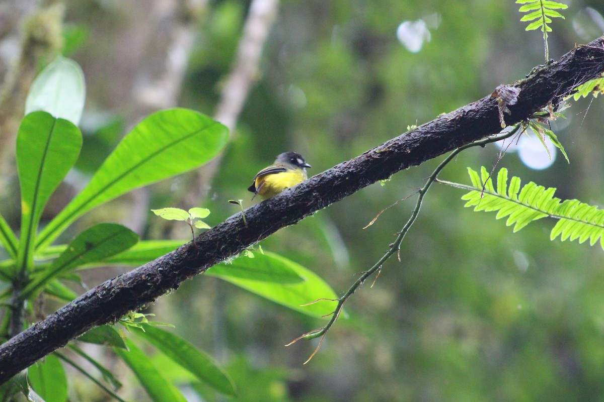Ornate Flycatcher - ML624780026