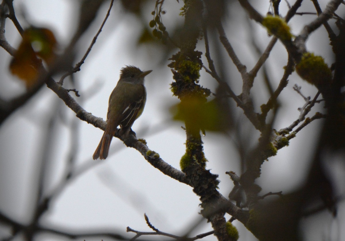 Great Crested Flycatcher - ML624780104