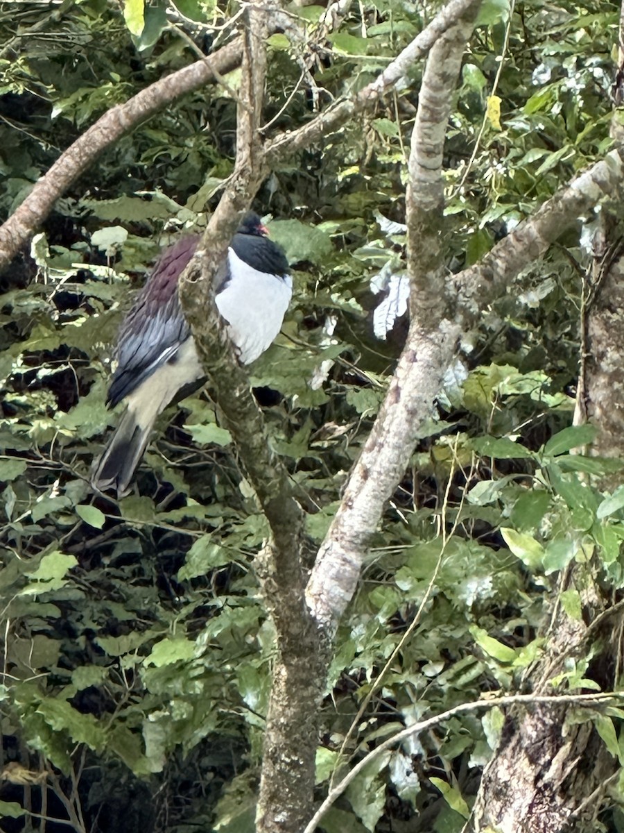 holub maorský - ML624780407