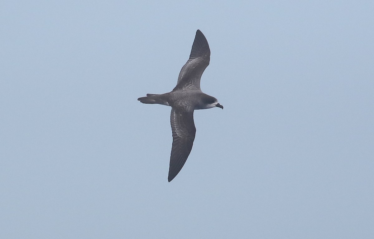 Barau's Petrel - ML624780537