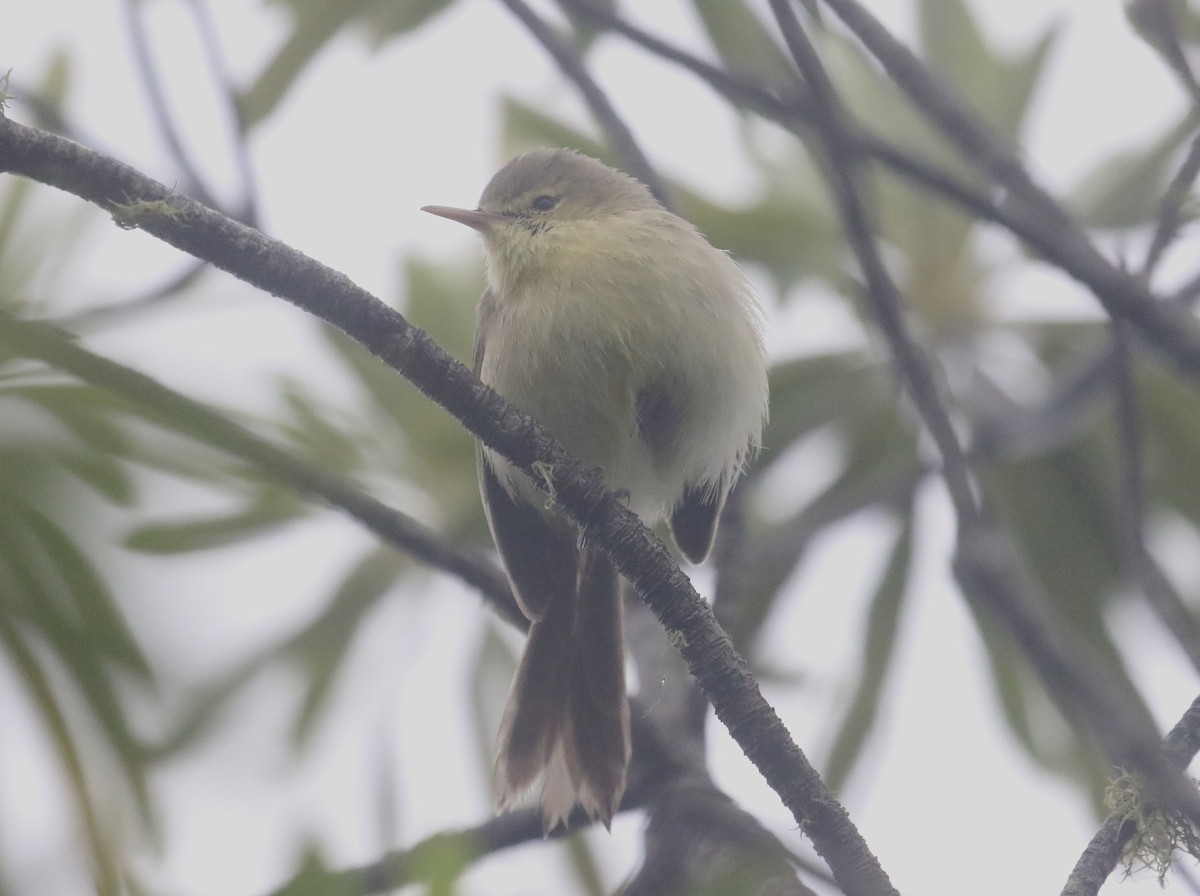 Rodrigues Warbler - ML624780590