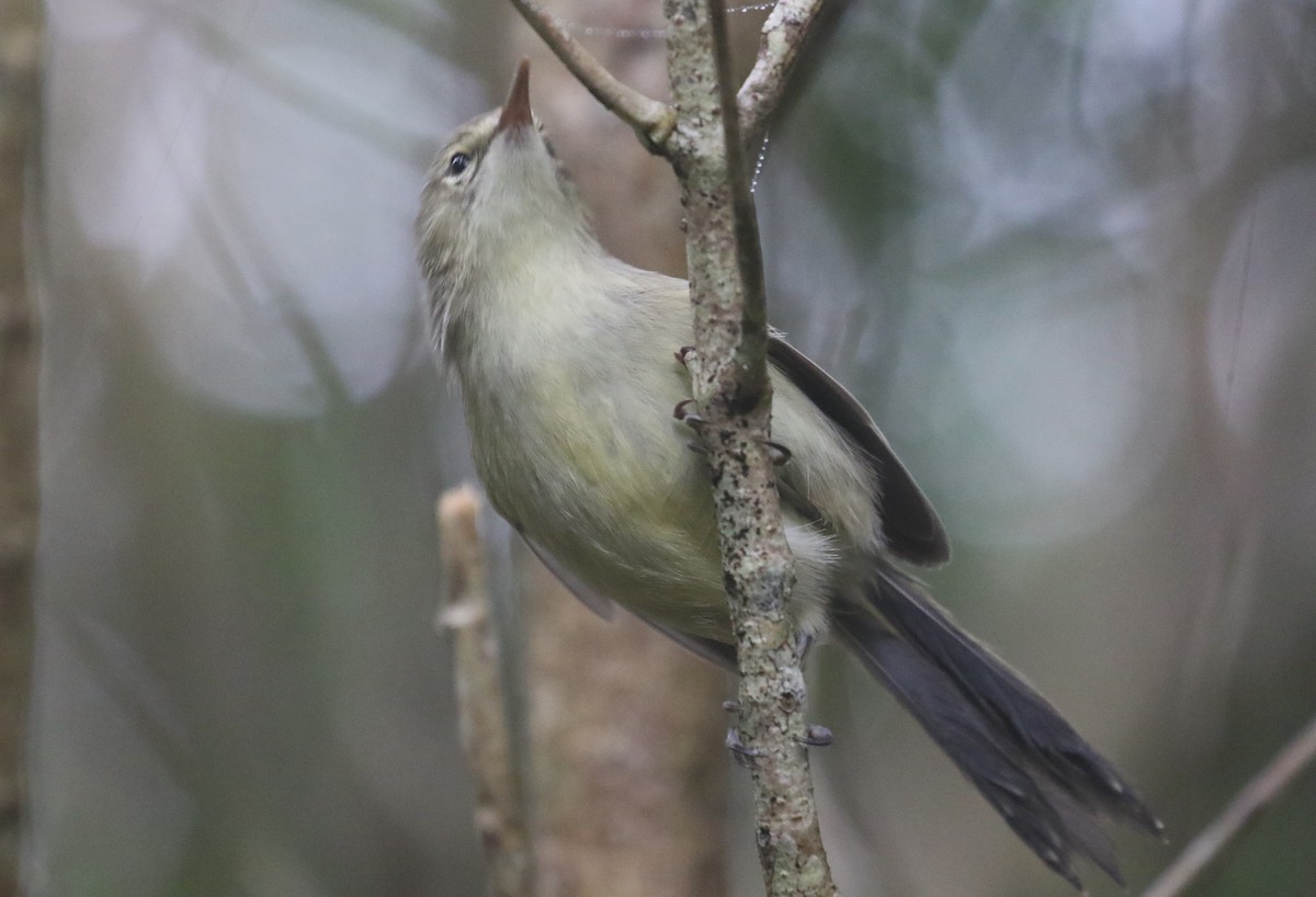 Rodrigues Warbler - ML624780591