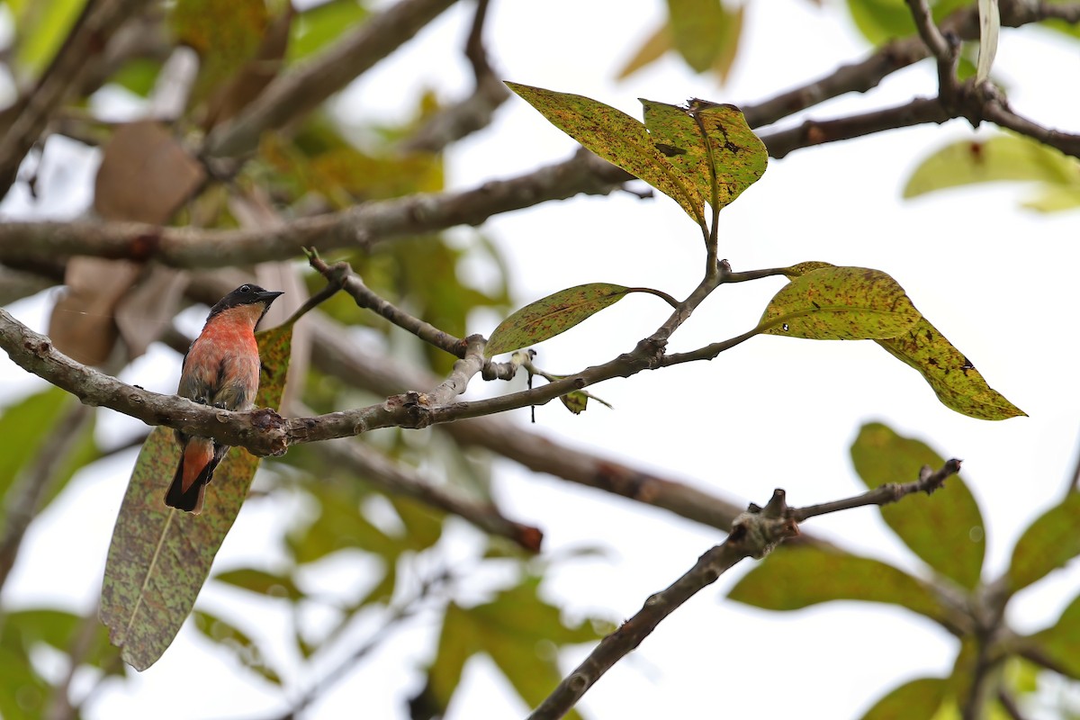 Pink-breasted Flowerpecker - ML624780670