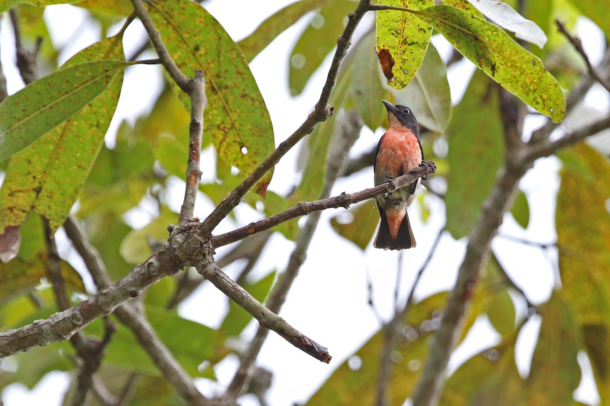 Pink-breasted Flowerpecker - ML624780673