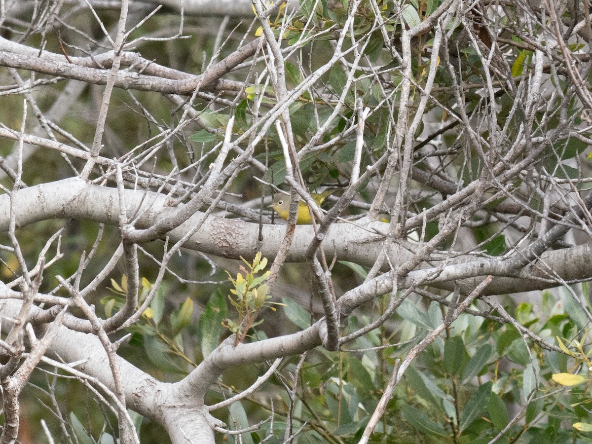 Nashville Warbler - ML624780738