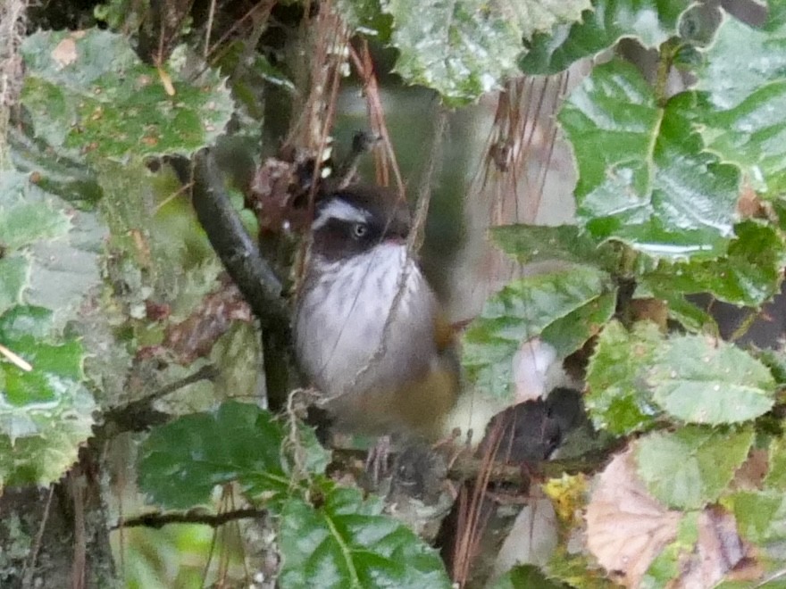 White-browed Fulvetta - ML624780780