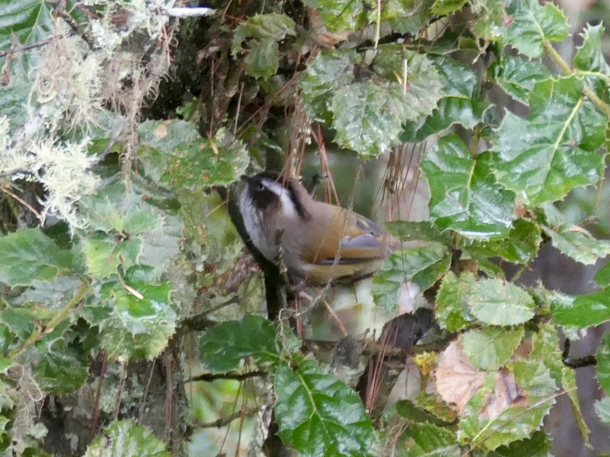 White-browed Fulvetta - ML624780781