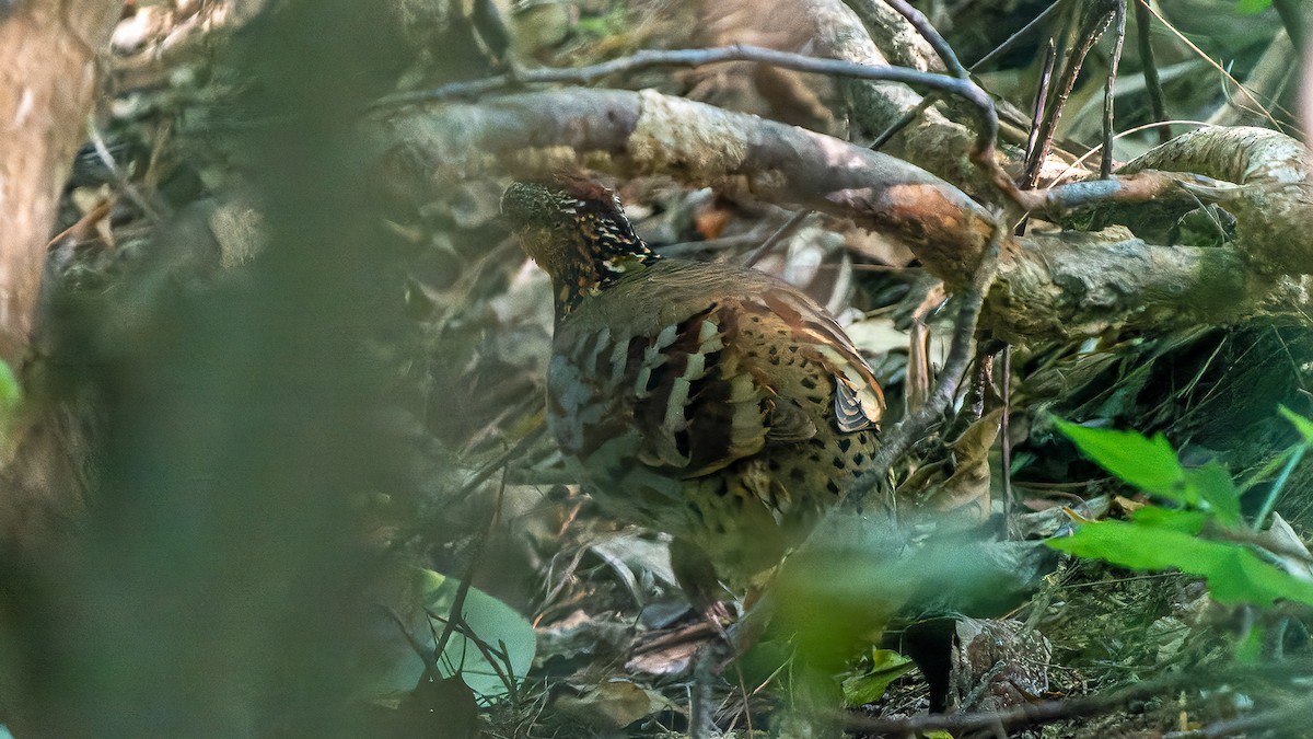 White-necklaced Partridge - ML624780783