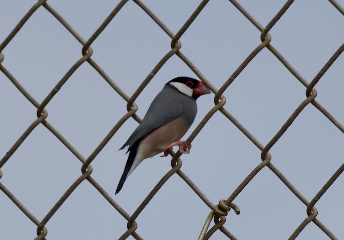 Java Sparrow - ML624780807