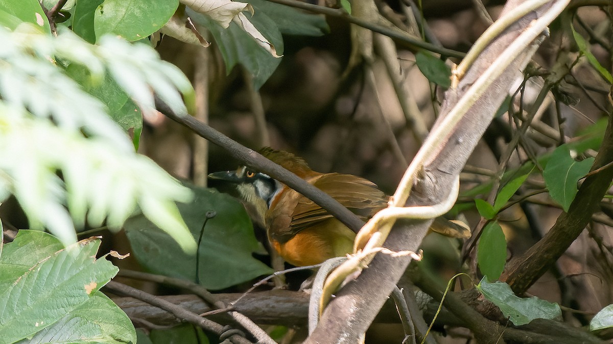 Lesser Necklaced Laughingthrush - ML624780819