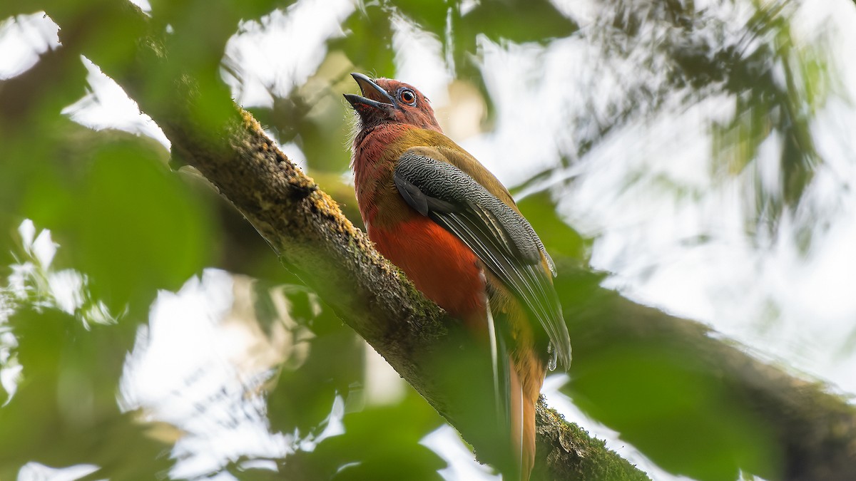 Red-headed Trogon - ML624780837