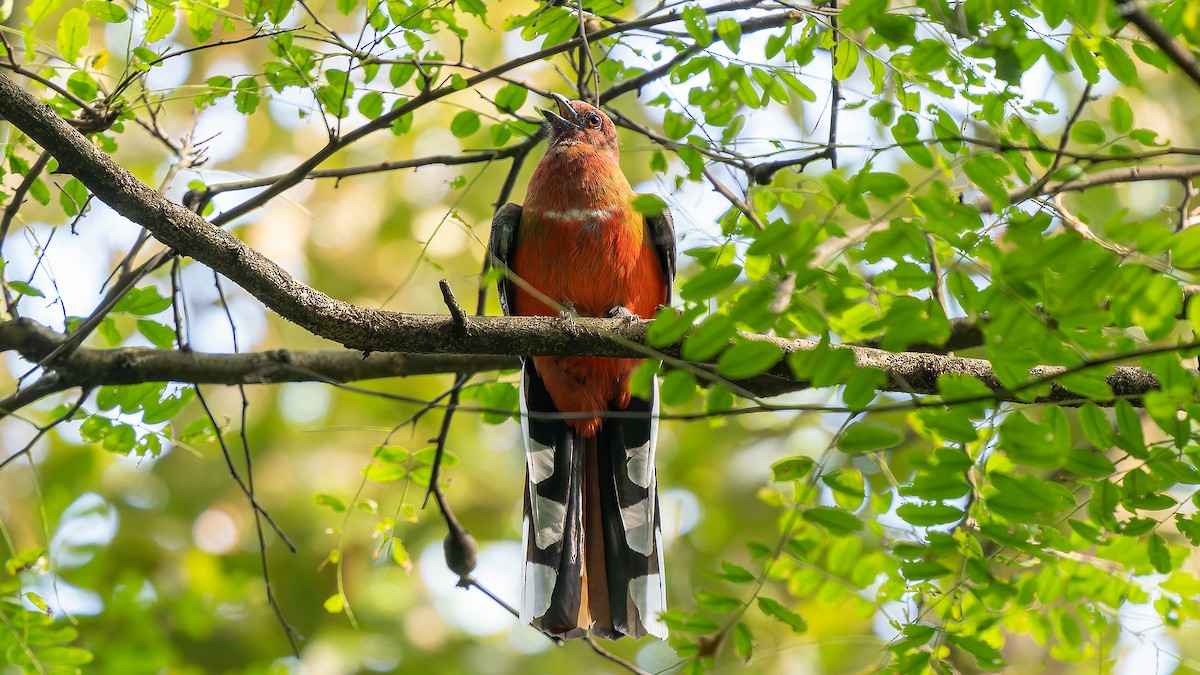 Red-headed Trogon - ML624780838