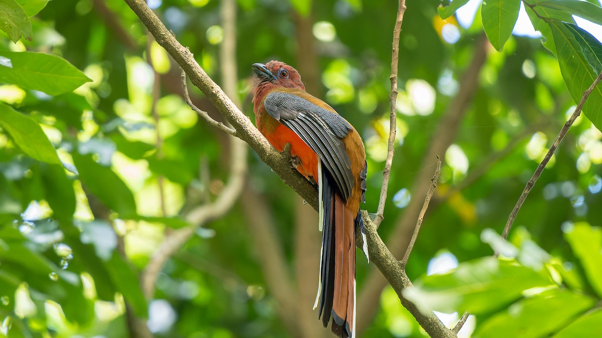 Red-headed Trogon - ML624780839