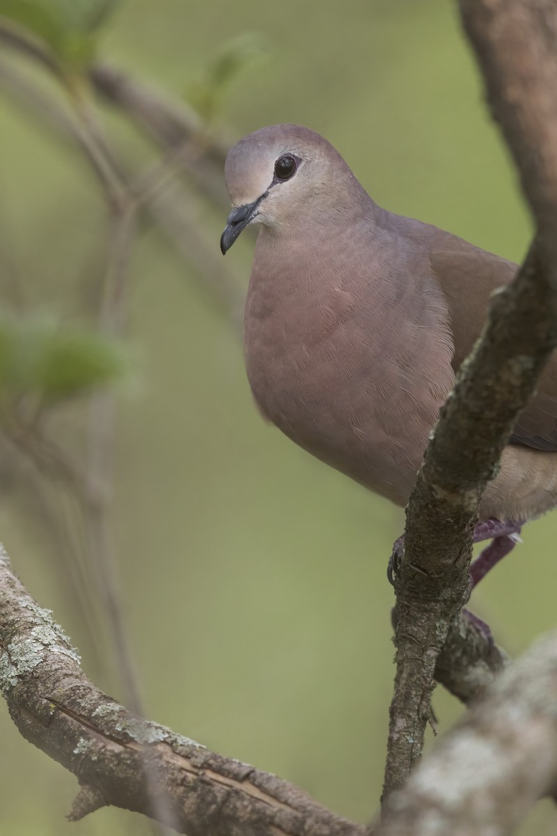 Large-tailed Dove - ML624780932