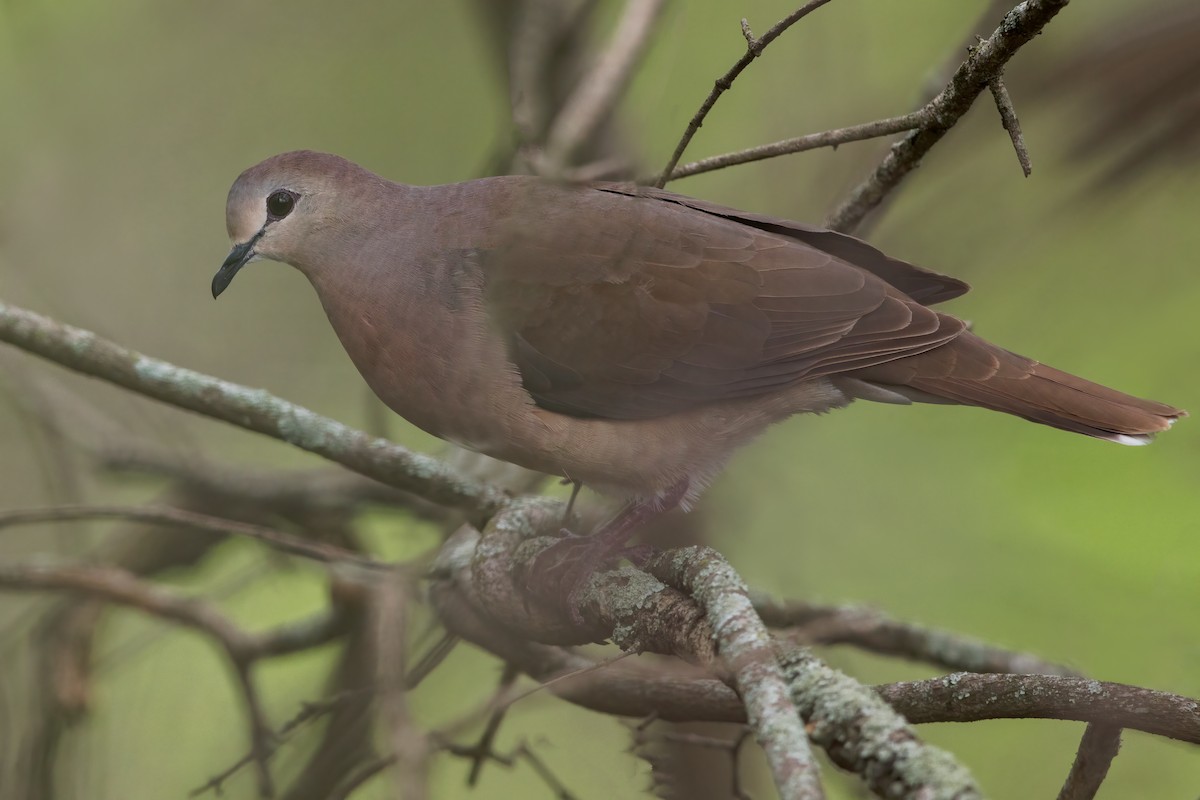 Large-tailed Dove - Dubi Shapiro