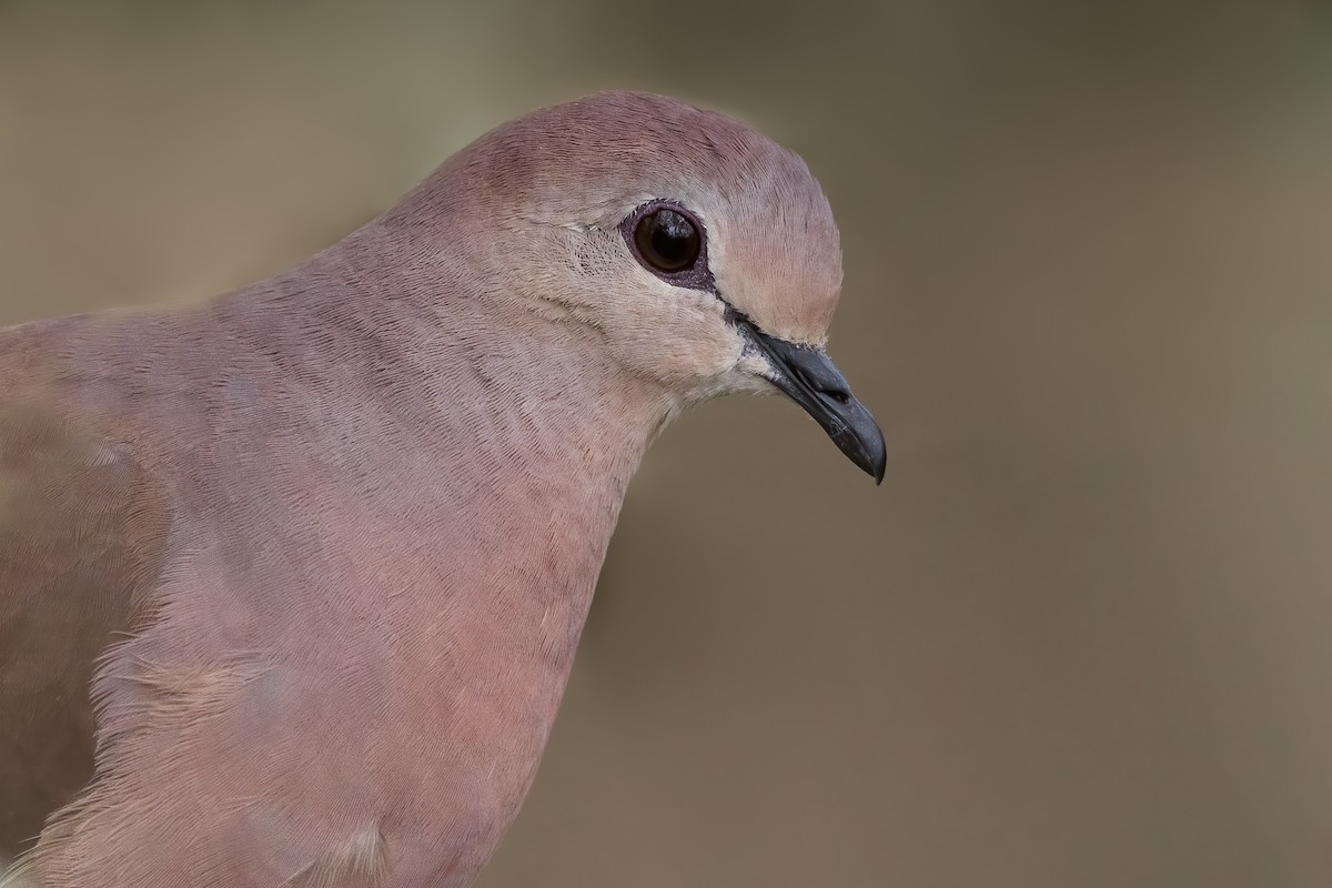 Large-tailed Dove - ML624780960