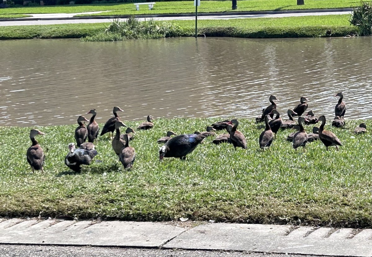 Black-bellied Whistling-Duck - ML624780961